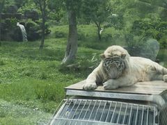-上海野生动物园