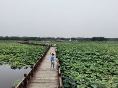 -荷塘月色湿地公园·向阳花洲