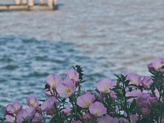 -贡湖湾湿地公园