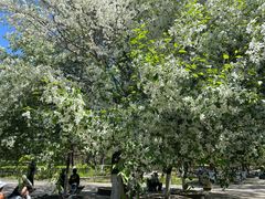 -长白岛森林公园