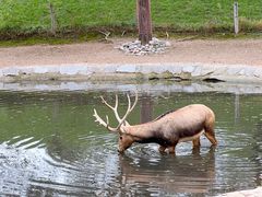 -北京野生动物园