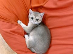 -Bastet sally猫舍购宠(静安店)