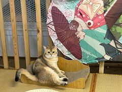 -柴迷FANS CLUB·柴犬狗咖·猫咖