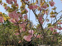 -上海市龙华烈士陵园