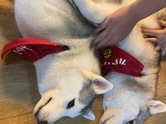 -Husky Go! 哈士奇体验馆·宠物咖啡厅狗咖