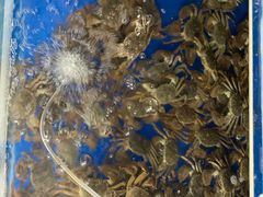 -阳澄湖大闸蟹·琼灵阁牌品牌连锁(吴中总店)