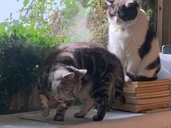 -海边的猫和咖啡馆