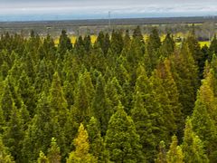 -黄海国家森林公园