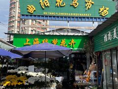 -曲阳花鸟市场(曲阳路店)
