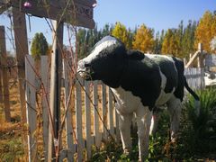 -安德鲁户外烧烤帐篷营地(马泉营店)