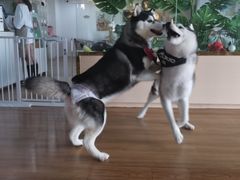 -Husky Go! 哈士奇体验馆·宠物咖啡厅狗咖