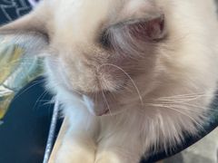 -瞄一喵猫咖(格力海岸店)