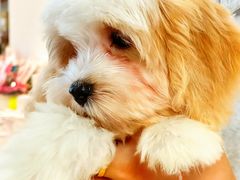 -翊宠yipet猫狗购宠庄园犬舍•猫舍