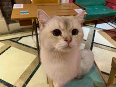 -猫色咖啡·猫咖