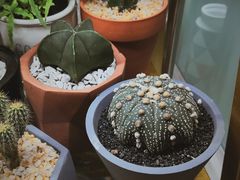 -茶马花街(城西银泰城店)