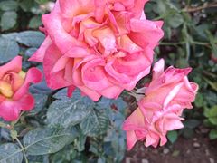 -人民公园(罗湖区)