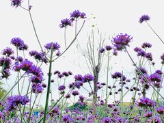 -怡海公园(桂城街道)