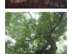 -普陀山风景区-佛顶山