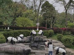 -都江堰中华大熊猫苑