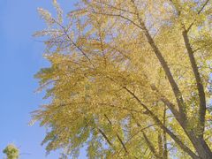 -三里屯东五街银杏大道