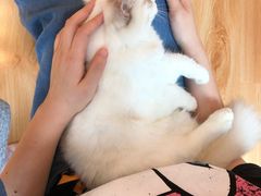 -momokira米努特·德文卷毛猫·棉花面纱犬
