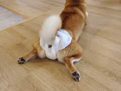-南京Hallo宠物乐园·哈罗犬舍·柴犬繁育基地
