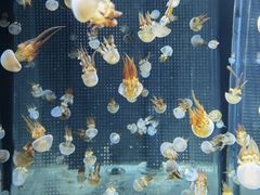 -海合安天津极地海洋公园