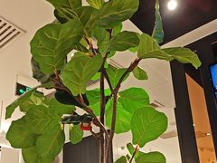 -江边城外烤全鱼(嘉定万达广场店)