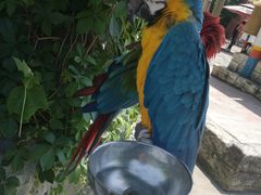 -西霞口神雕山野生动物世界