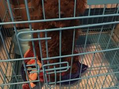 -骐奇宠物诊疗中心(南亭公路店)