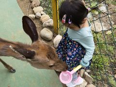 -合肥滨湖国家森林公园