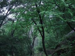 -老山国家森林公园