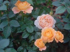 -深圳国际园林花卉博览园