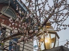 -溪岸路花鸟市场