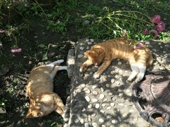 -俄罗斯风情小镇