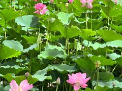 -莲池书院博物馆