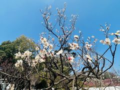 -无锡梅园公园