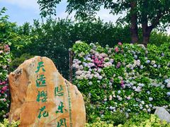-天适樱花悠乐园