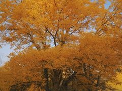 -金塔沙漠胡杨林景区