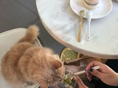 -有猫主题·治愈系猫咖(曾厝垵店)