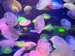 -太平洋海底世界