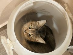 -楼上猫咖(罗湖店)