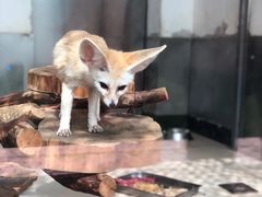 -大连森林动物园