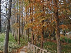 -上海长兴岛郊野公园