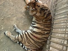 -栾川竹海野生动物园