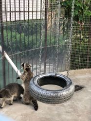 -萌宠亲子动物乐园(槐房万达店)