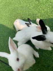 -萌宠亲子动物乐园(槐房万达店)