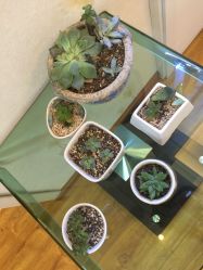 -成都苗方清颜专业祛痘