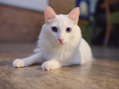 -猫咪咖啡·猫咖(万达广场店)