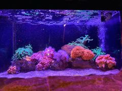 -悉尼海洋生物水族馆